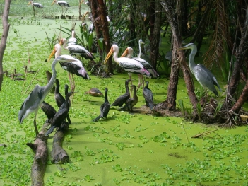  Hình ảnh đẹp về khu du lịch sinh thái Vườn chim Bạc Liêu
